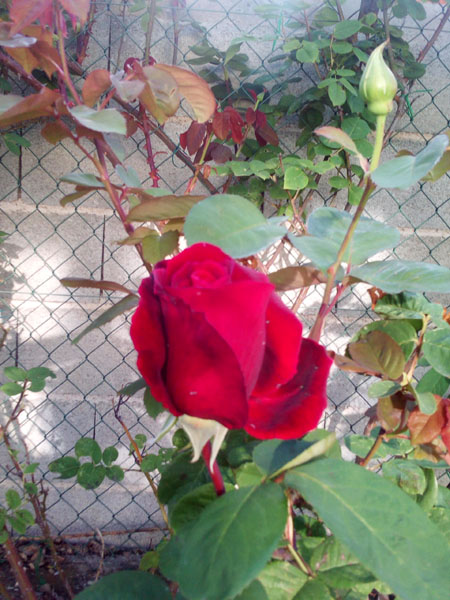 rose 2